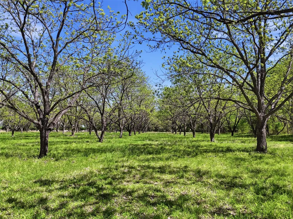12011 Paradise Boulevard Bluff Dale, TX 76433