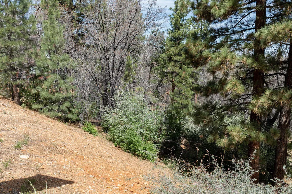 1530 Tuolumne Road Big Bear City, CA 92314