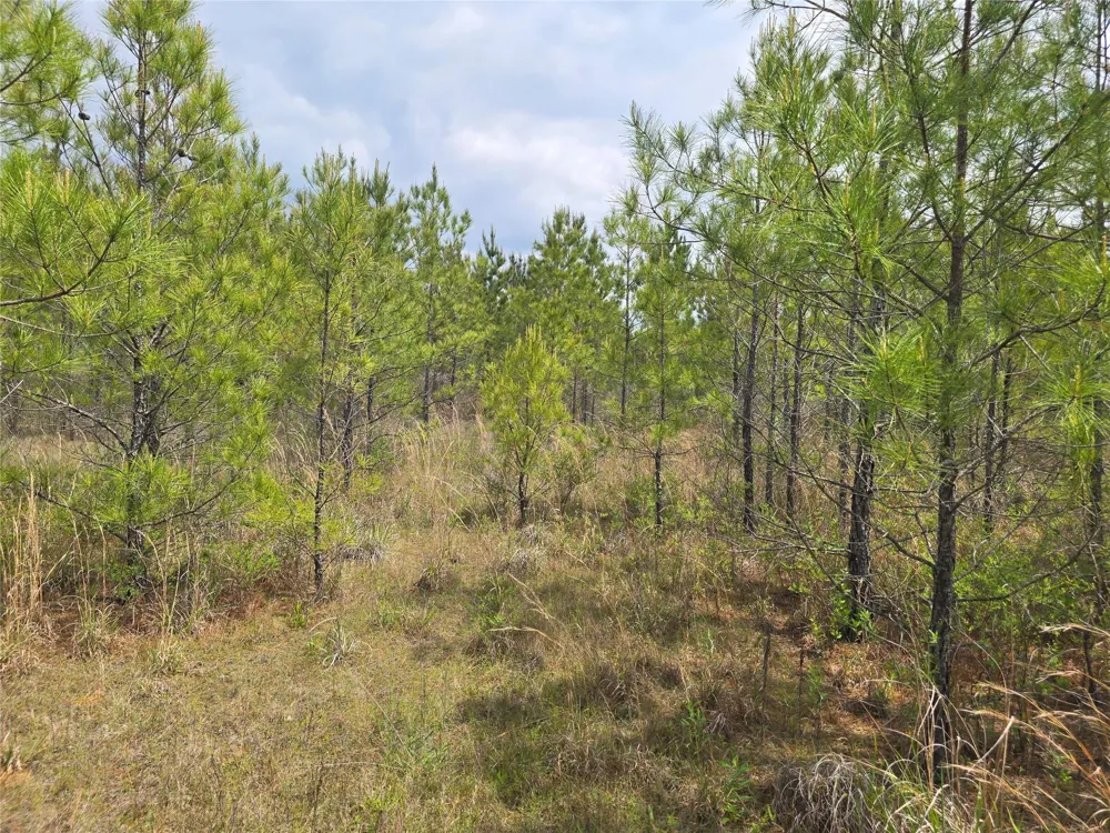66 Cr 4248 San Augustine, TX 75972