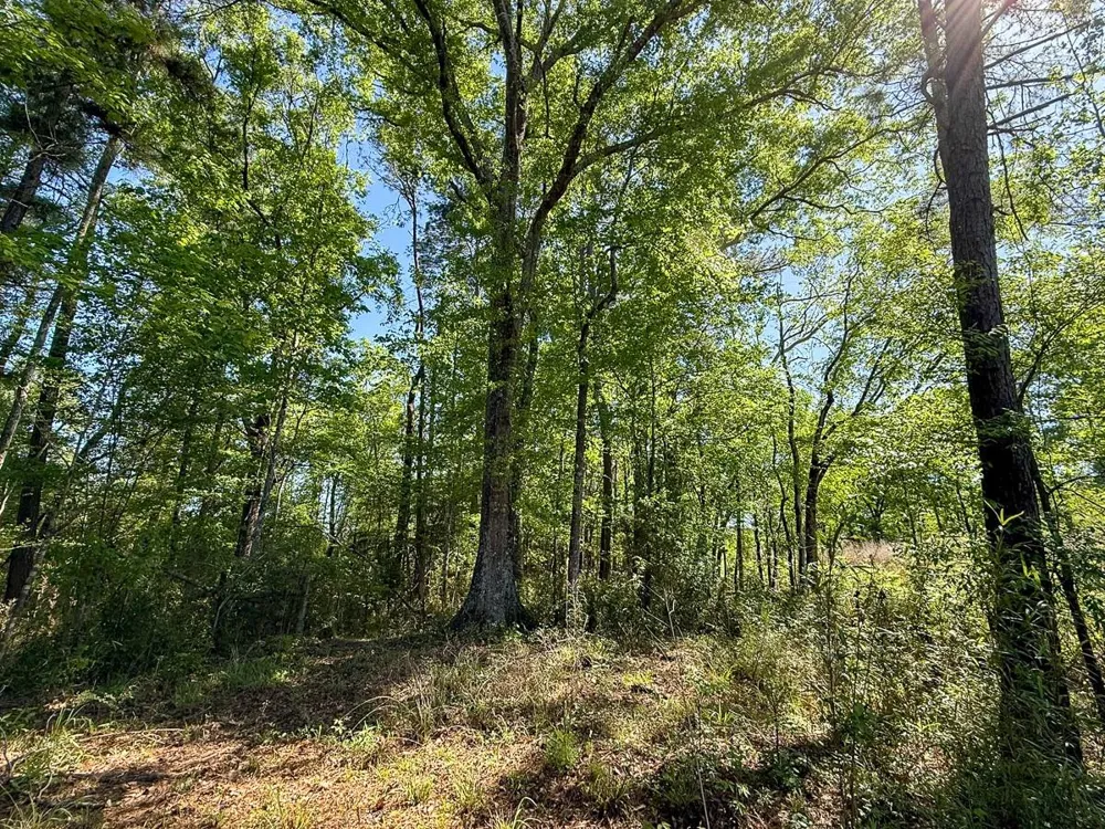 Flat Road Milam, TX 75930