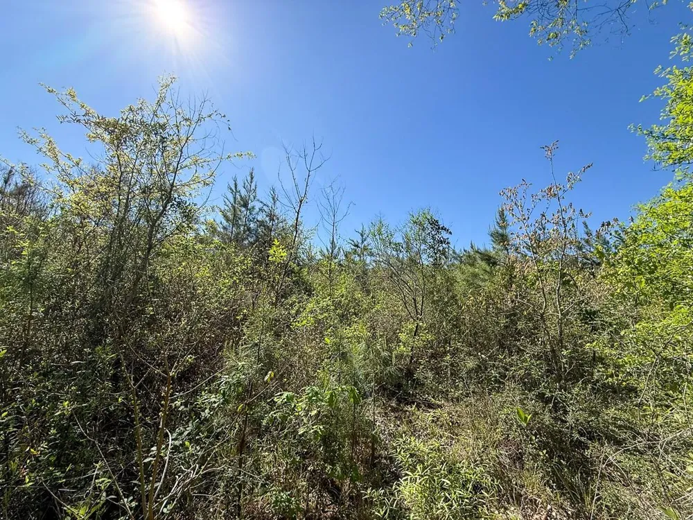 Flat Road Milam, TX 75930