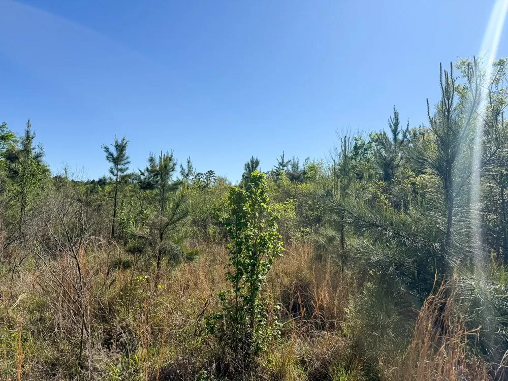 Flat Road Milam, TX 75930