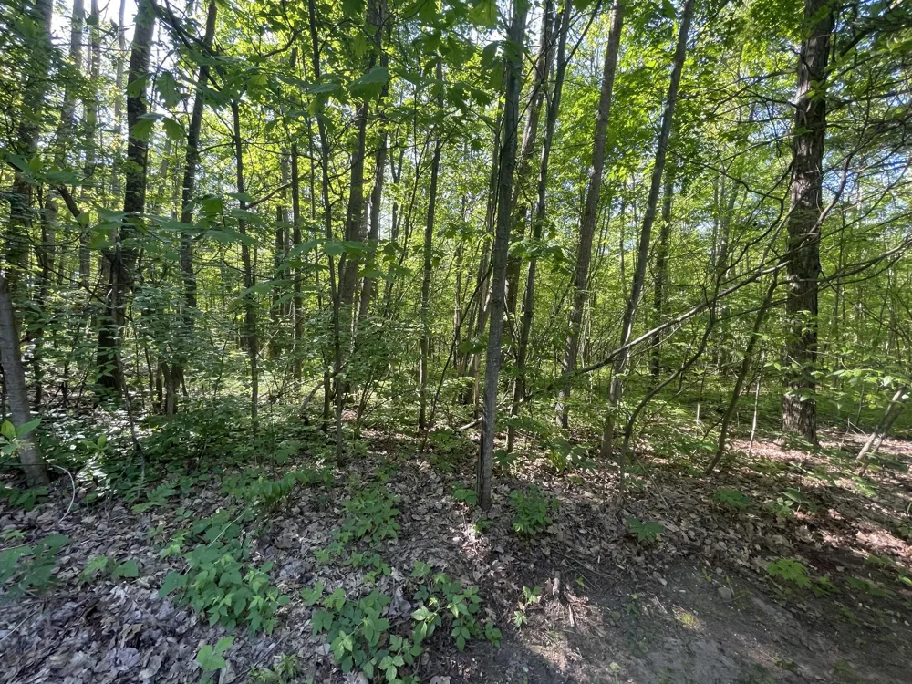 18965 Coates Highway Dickson Township, MI 49619