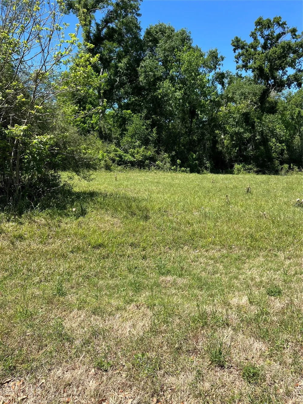 131 Hidden Horse Trail Angleton, TX 77515