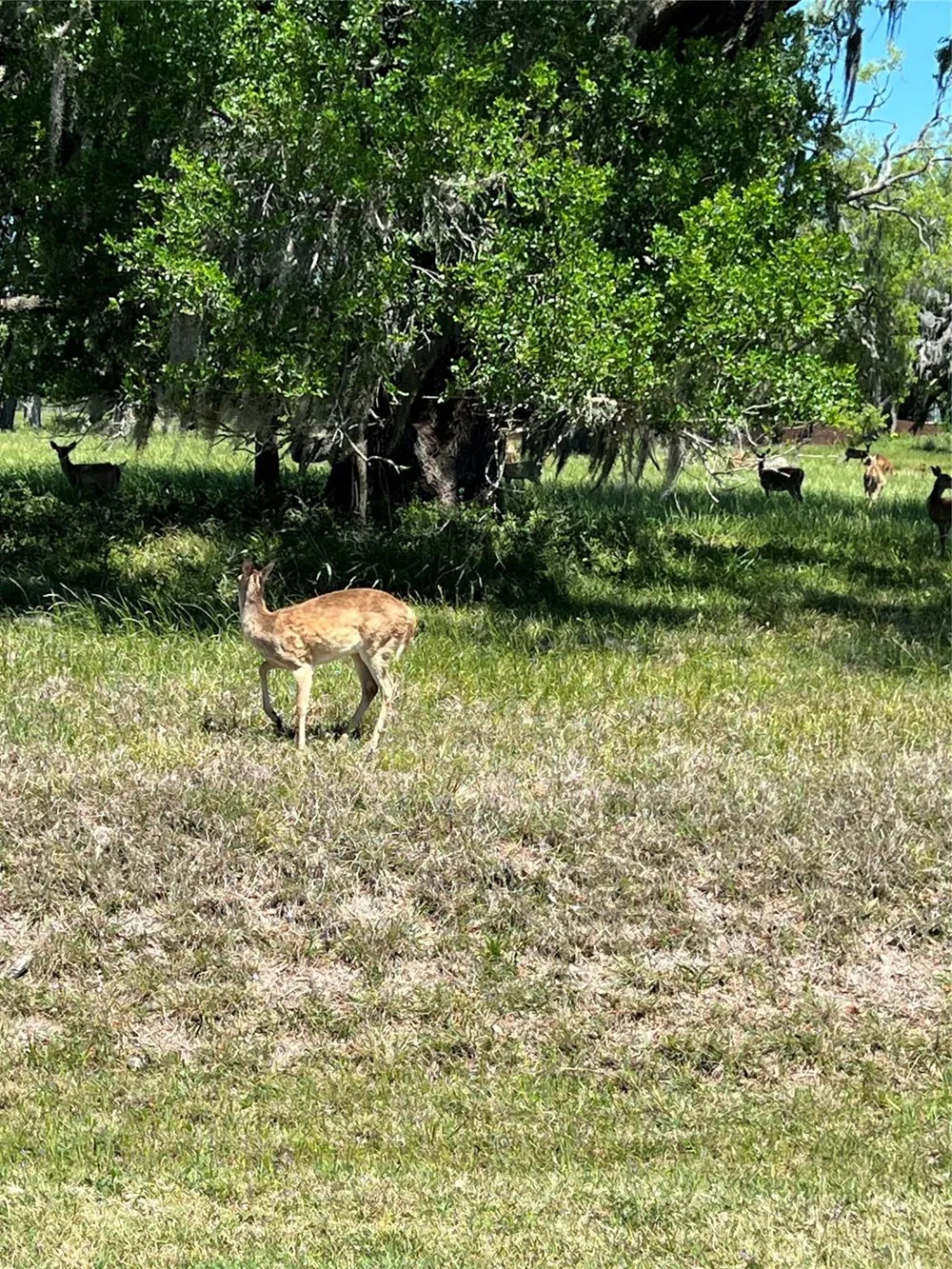 131 Hidden Horse Trail Angleton, TX 77515