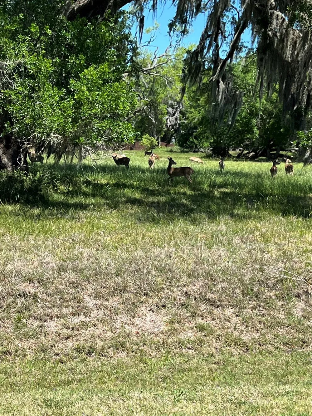 131 Hidden Horse Trail Angleton, TX 77515