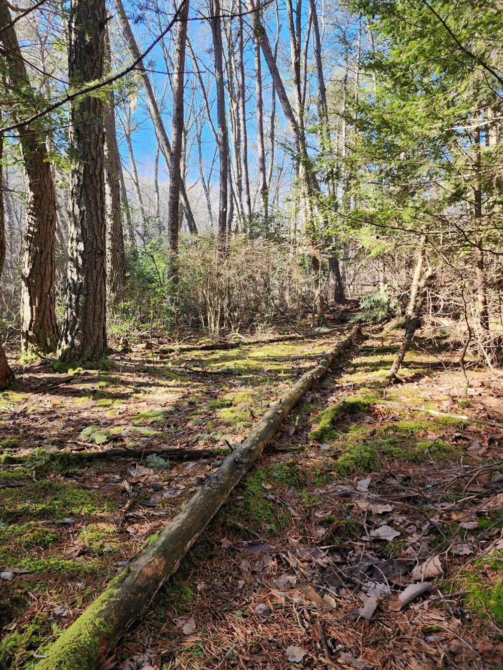 Roth Point Road Altamont, TN 37301