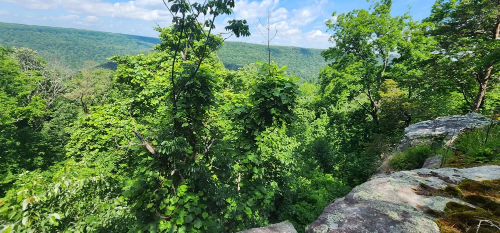 Roth Point Road Altamont, TN 37301