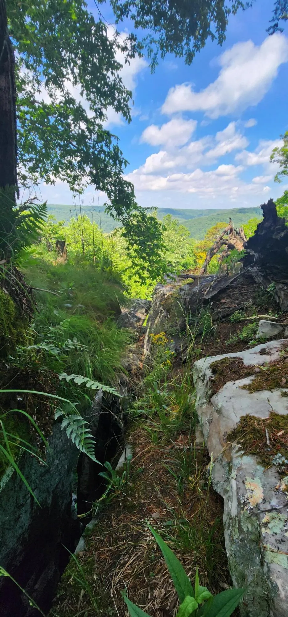 Roth Point Road Altamont, TN 37301