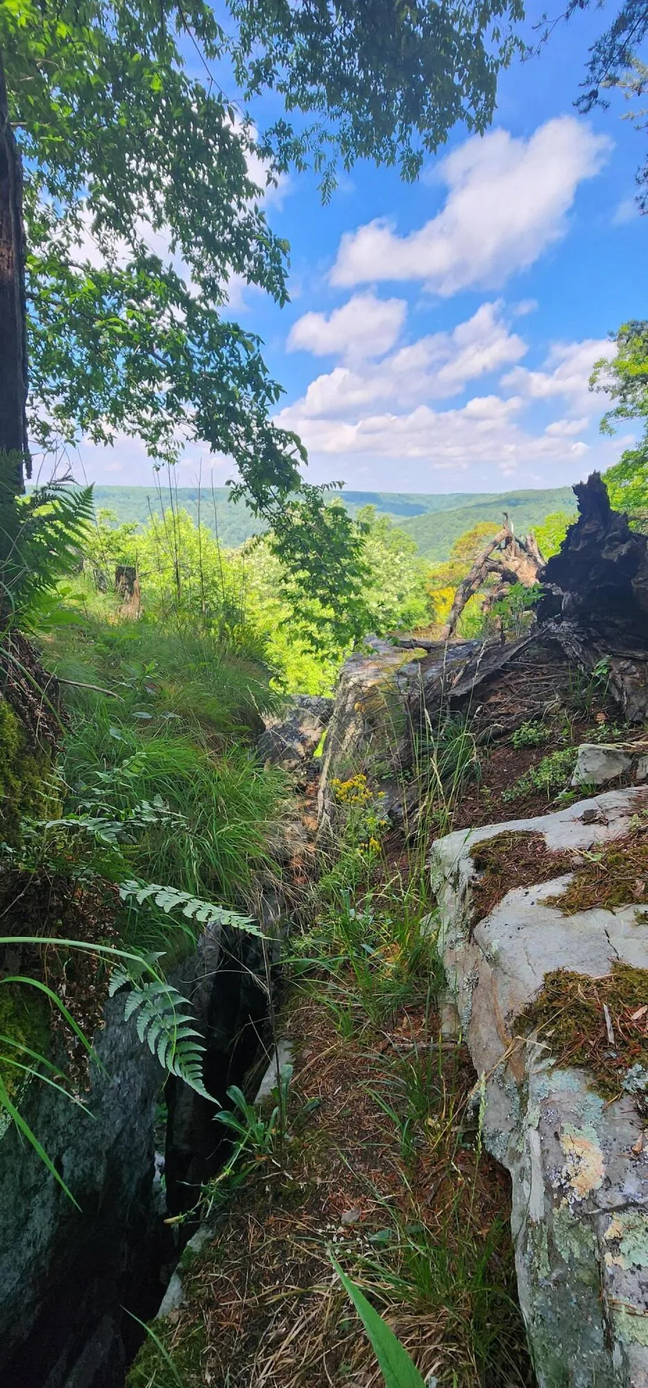 Roth Point Road Altamont, TN 37301
