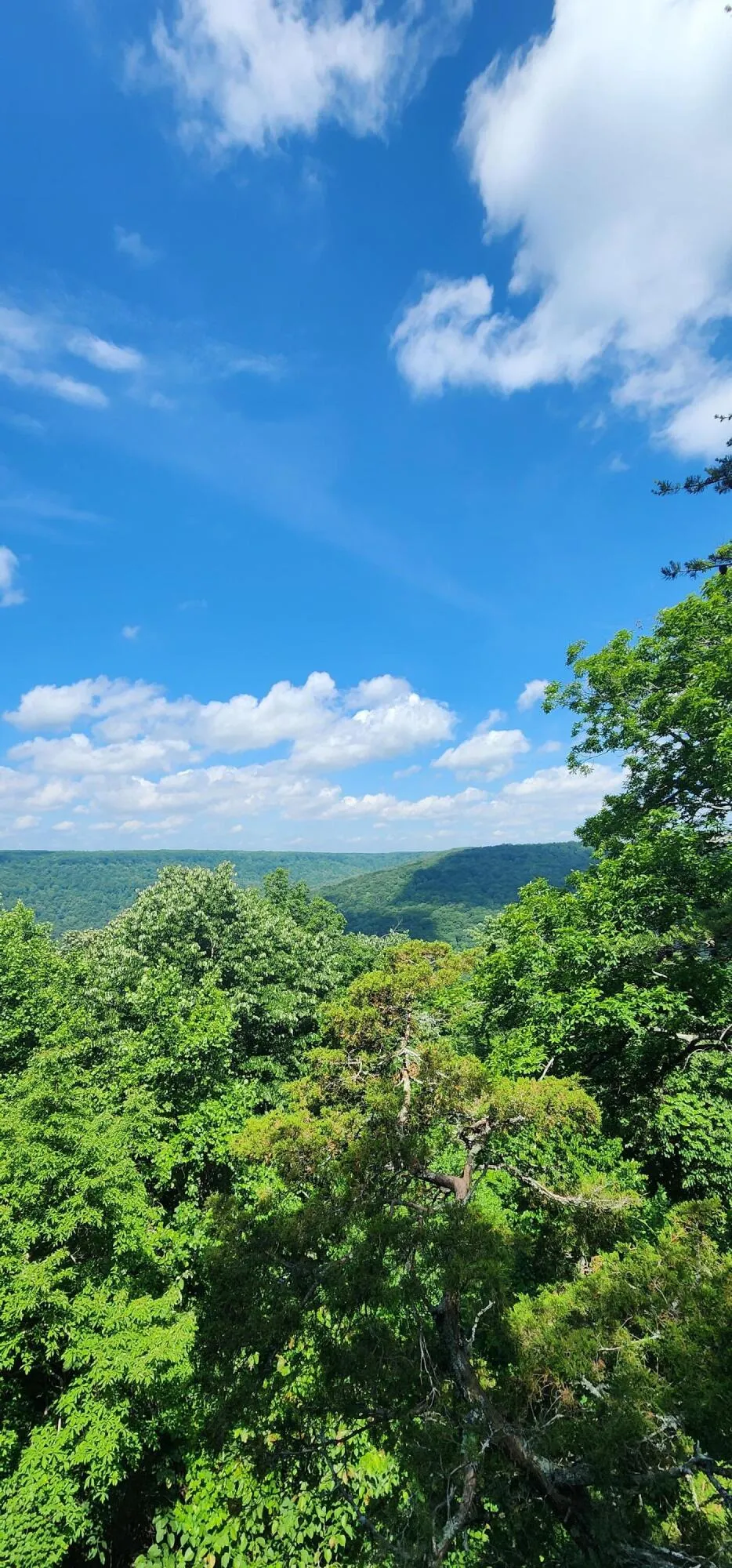 Roth Point Road Altamont, TN 37301