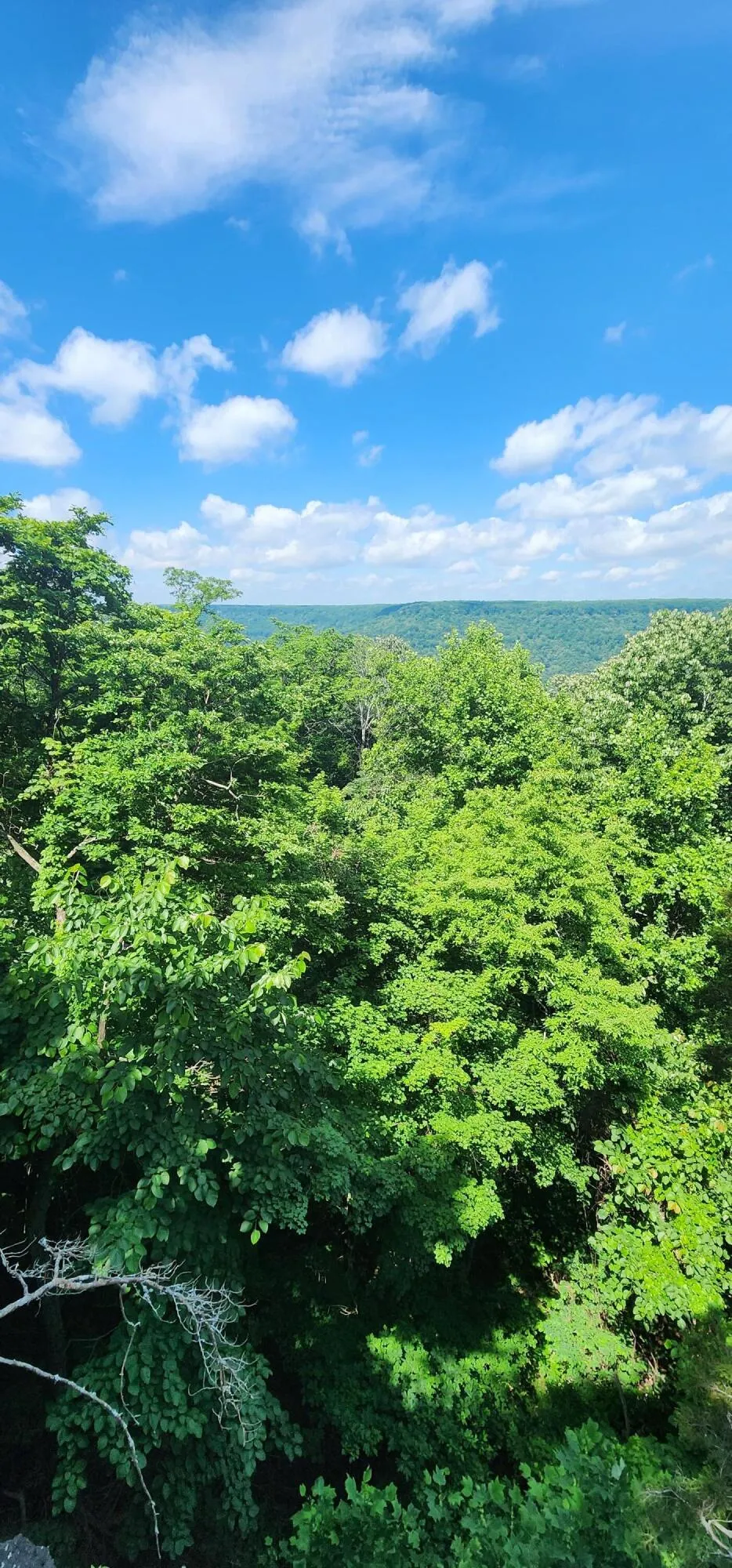 Roth Point Road Altamont, TN 37301