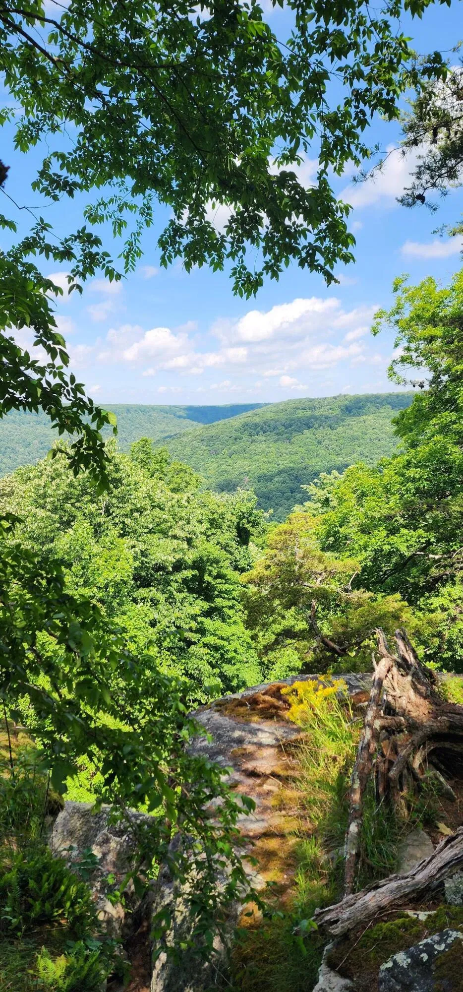 Roth Point Road Altamont, TN 37301