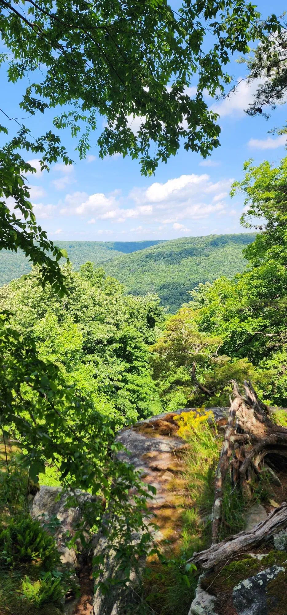 Roth Point Road Altamont, TN 37301