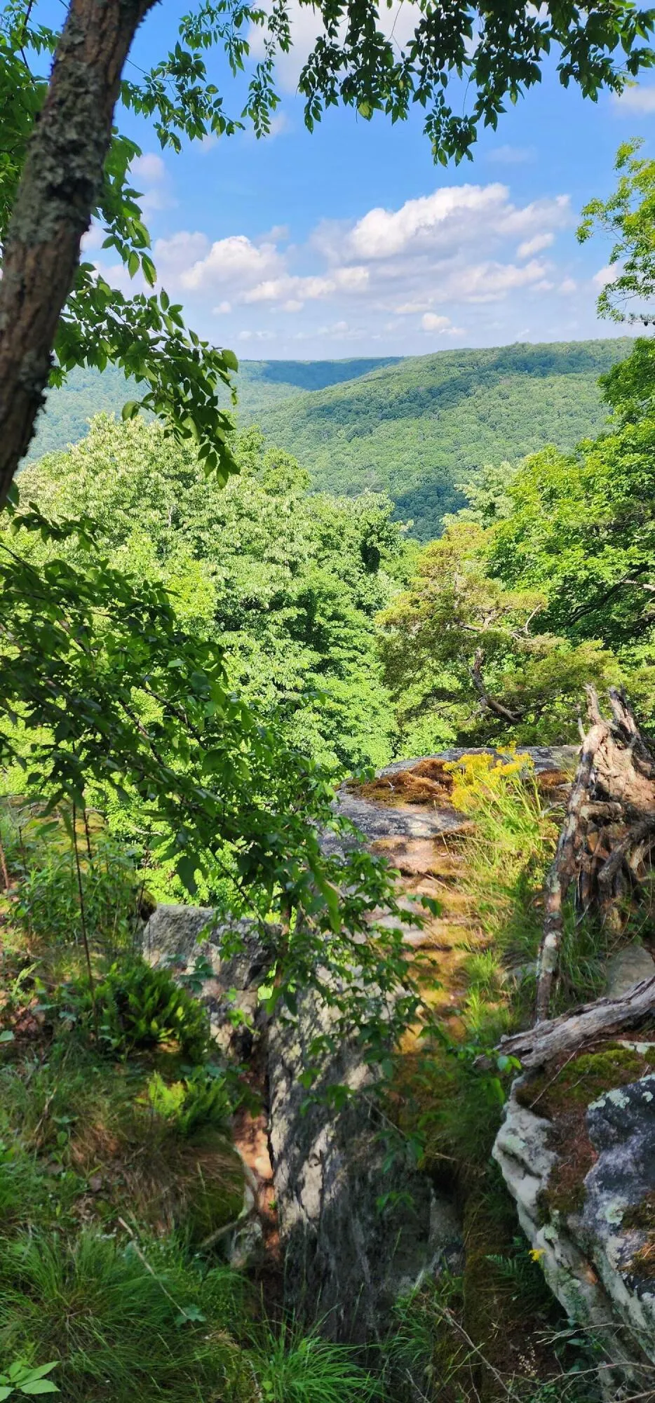 Roth Point Road Altamont, TN 37301