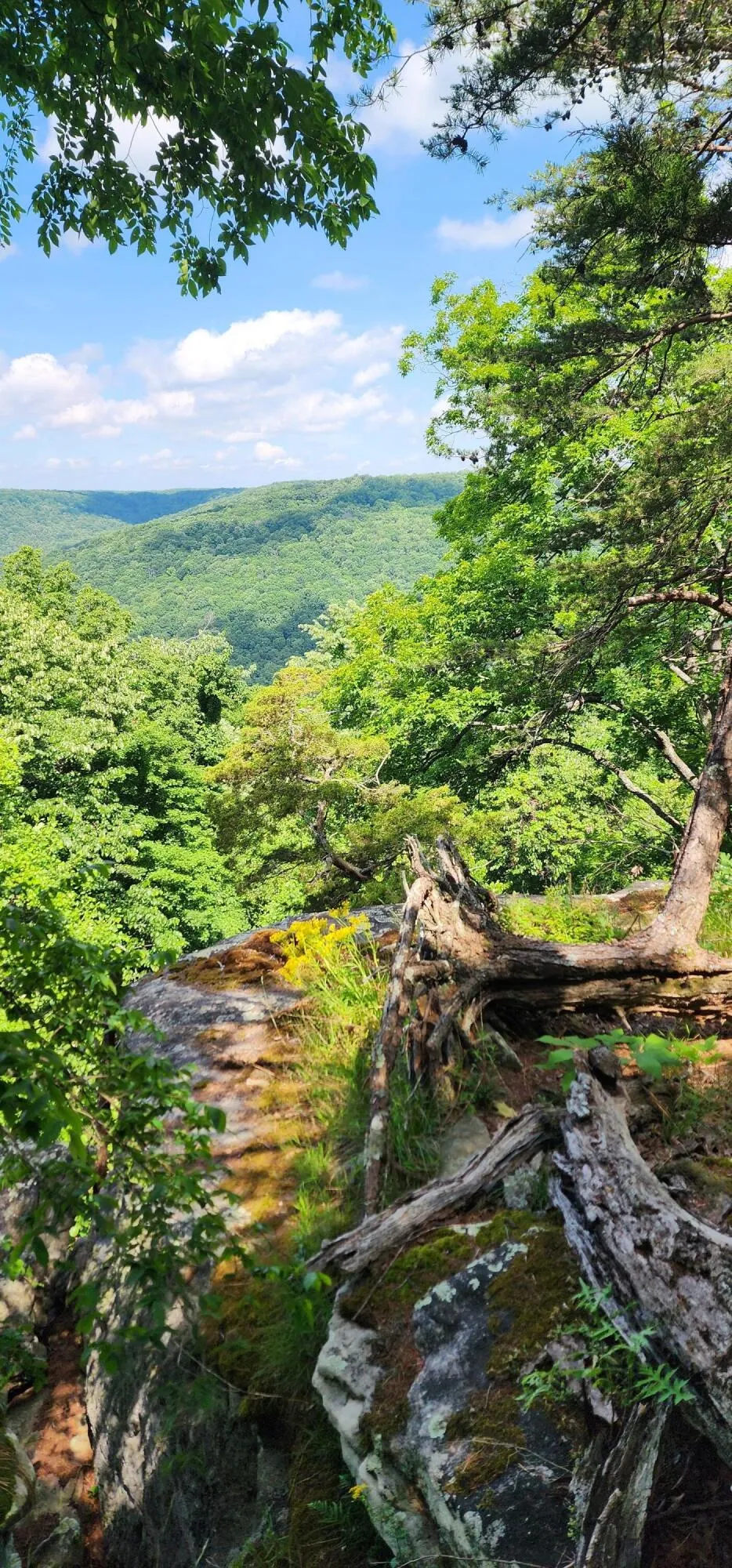 Roth Point Road Altamont, TN 37301