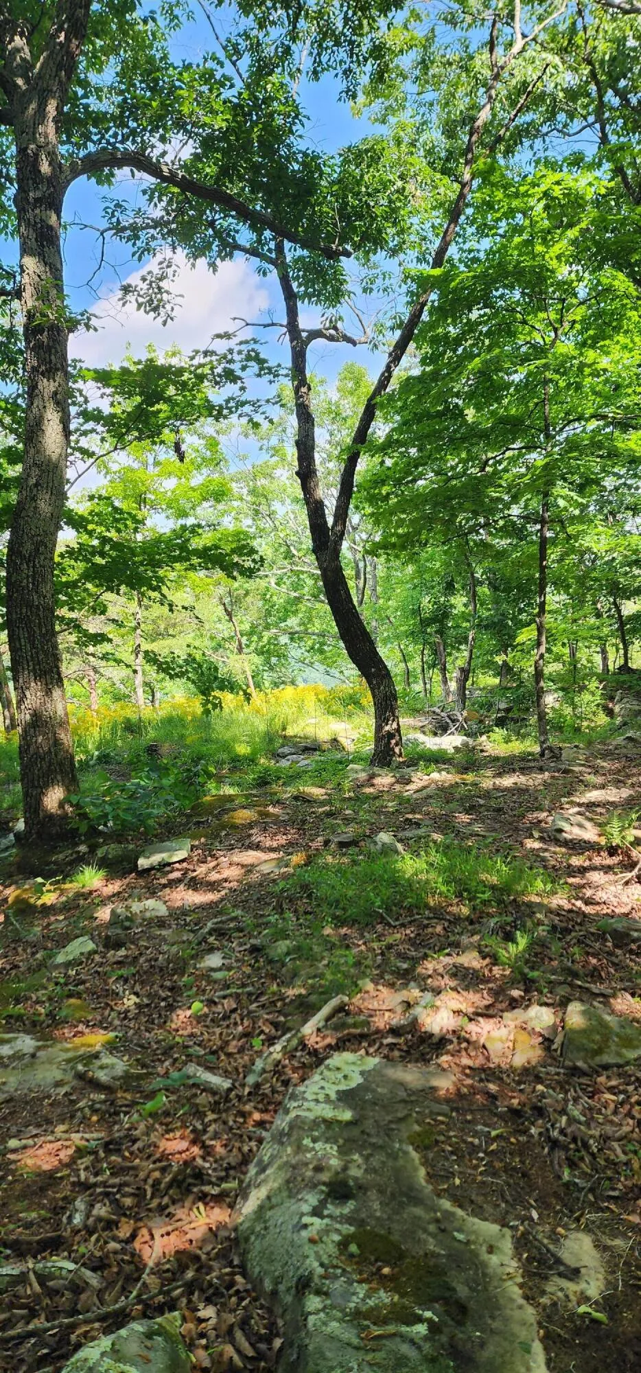 Roth Point Road Altamont, TN 37301