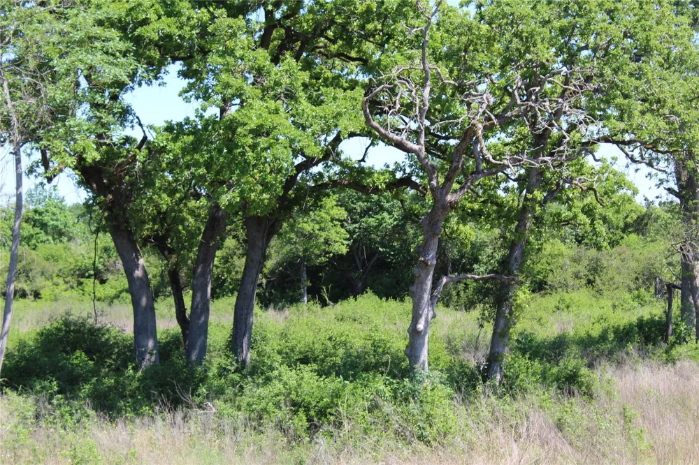 53 Pr 1315 Road Centerville, TX 75833