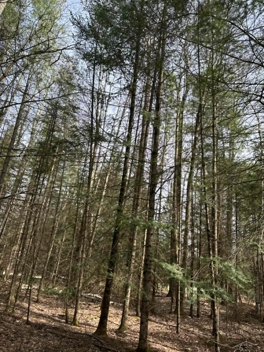 2823 River Ridge Road Bourret Township, MI 48610