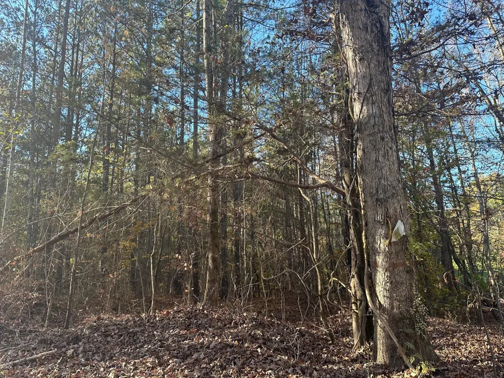 Redman Lane Decatur, TN 37322