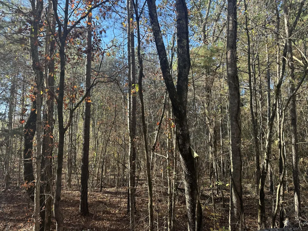 Redman Lane Decatur, TN 37322