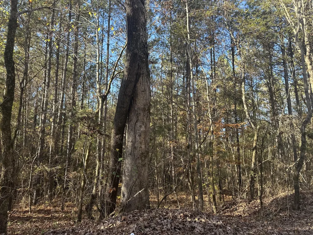 Redman Lane Decatur, TN 37322