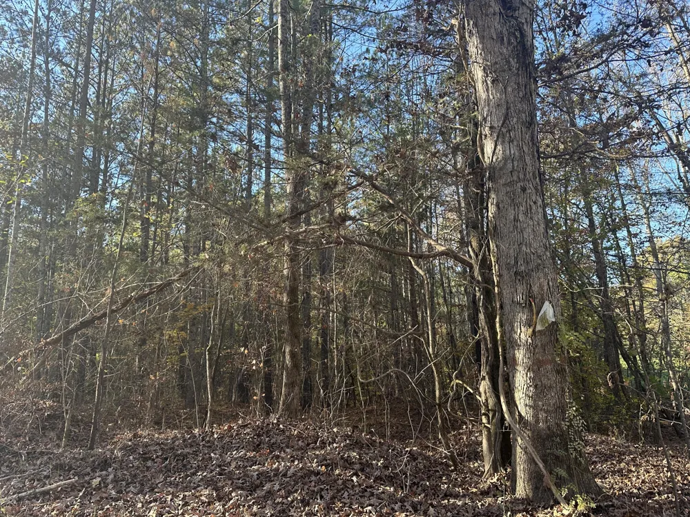 Redman Lane Decatur, TN 37322