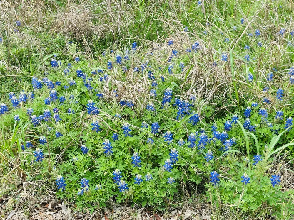 LUCKENBACH STREET Llano, TX 78643