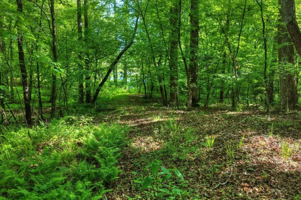 8.52 AC McNelley Road Morganton, GA 30560