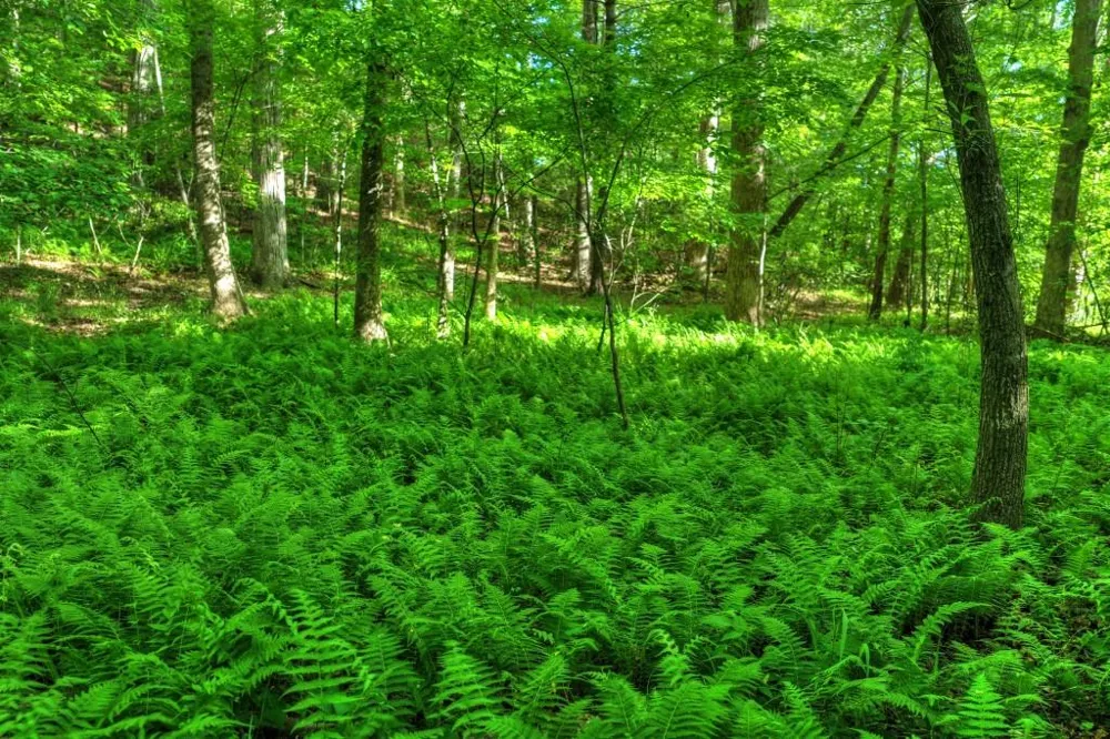 8.52 AC McNelley Road Morganton, GA 30560