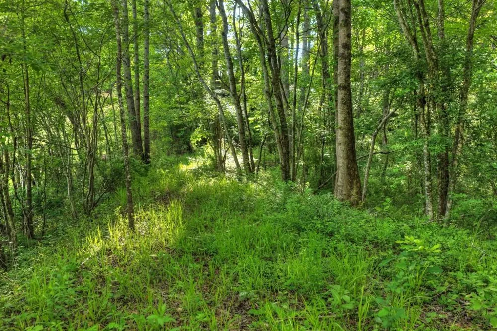8.52 AC McNelley Road Morganton, GA 30560
