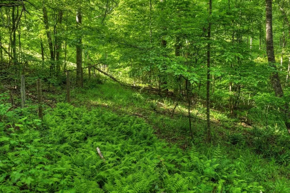 8.52 AC McNelley Road Morganton, GA 30560