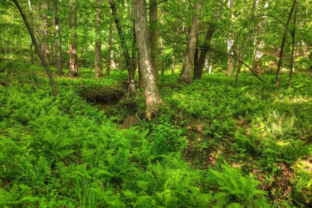 8.52 AC McNelley Road Morganton, GA 30560