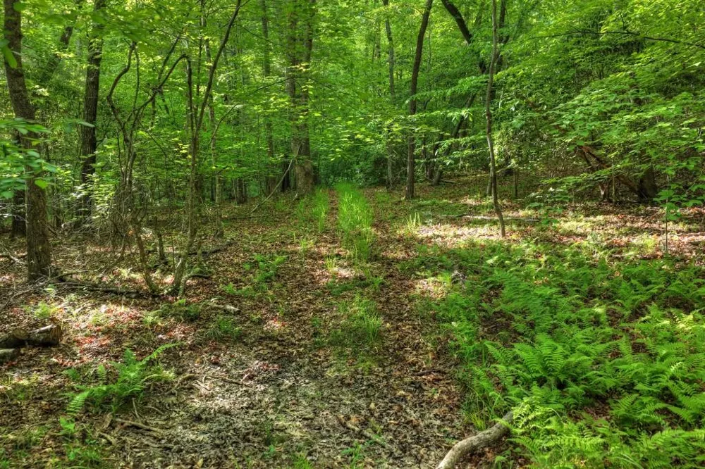 8.52 AC McNelley Road Morganton, GA 30560