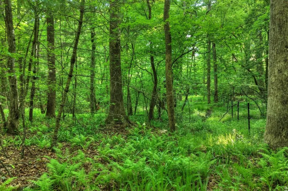 8.52 AC McNelley Road Morganton, GA 30560