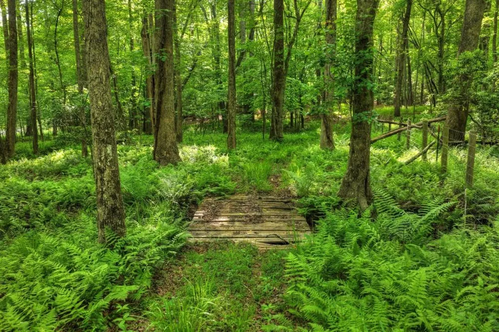 8.52 AC McNelley Road Morganton, GA 30560