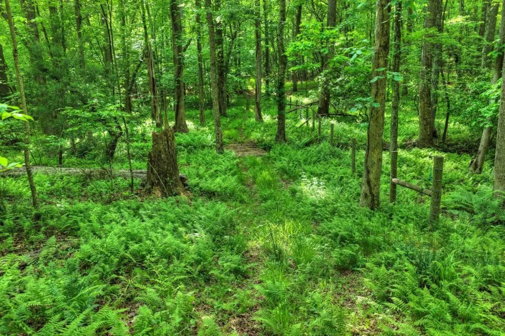 8.52 AC McNelley Road Morganton, GA 30560