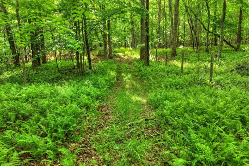 8.52 AC McNelley Road Morganton, GA 30560