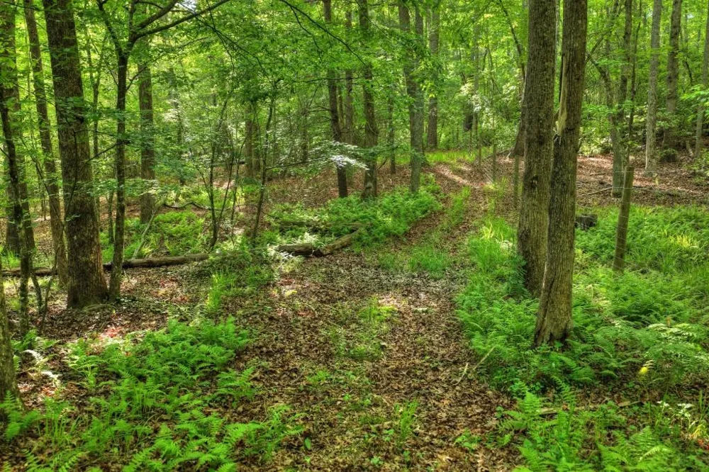 8.52 AC McNelley Road Morganton, GA 30560