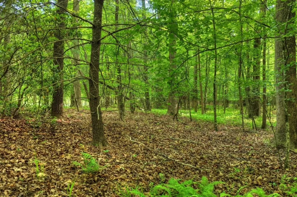 8.52 AC McNelley Road Morganton, GA 30560