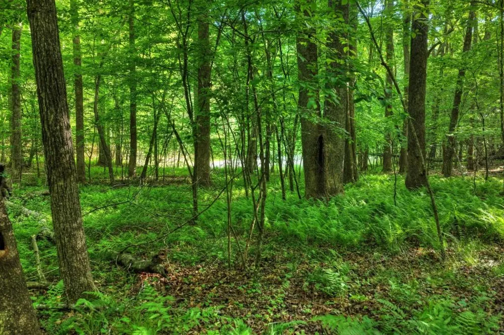 8.52 AC McNelley Road Morganton, GA 30560