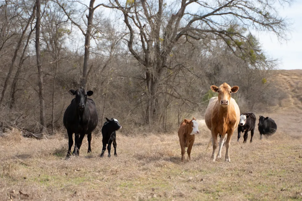 Address Not Shown Holland, TX 76534