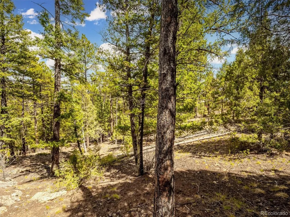 33431 Lake Lane Pine, CO 80470