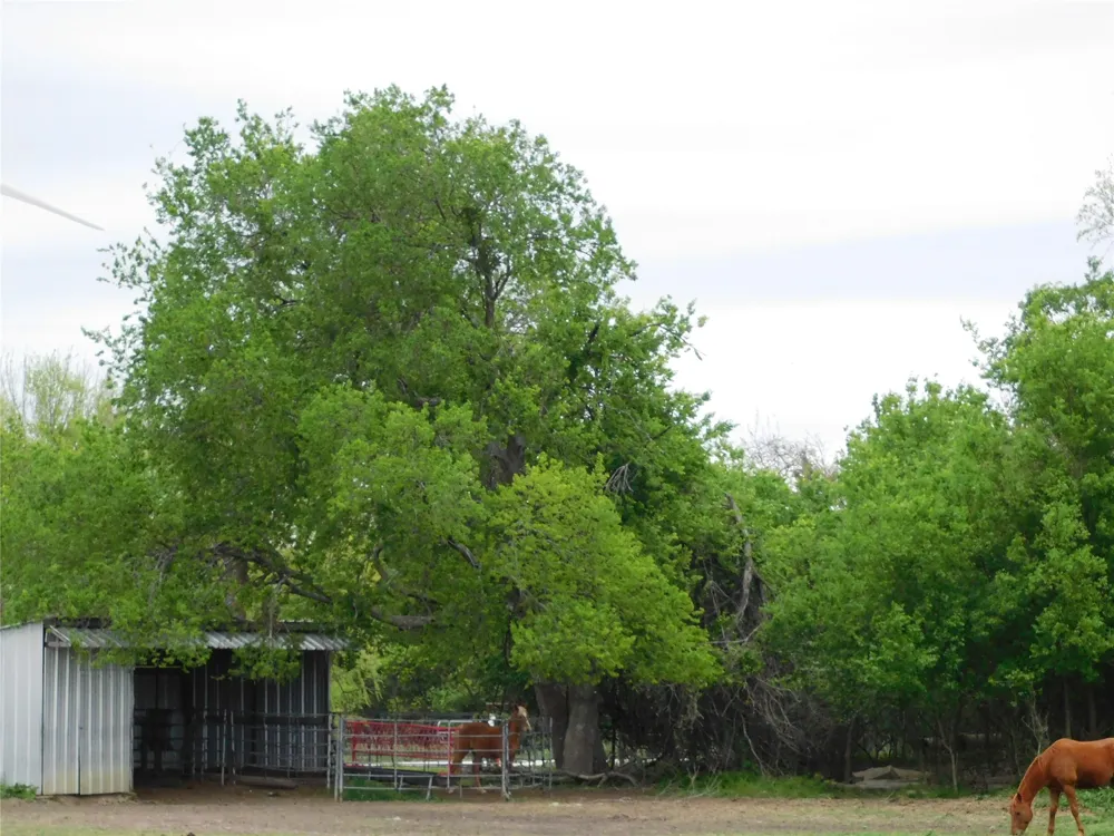 1032 Fm 936 Hubbard, TX 76648