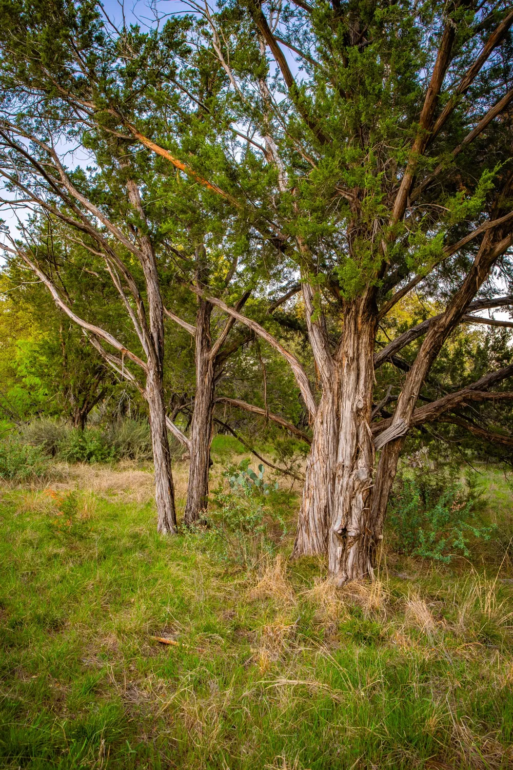 Firewheel Graford, TX 76449