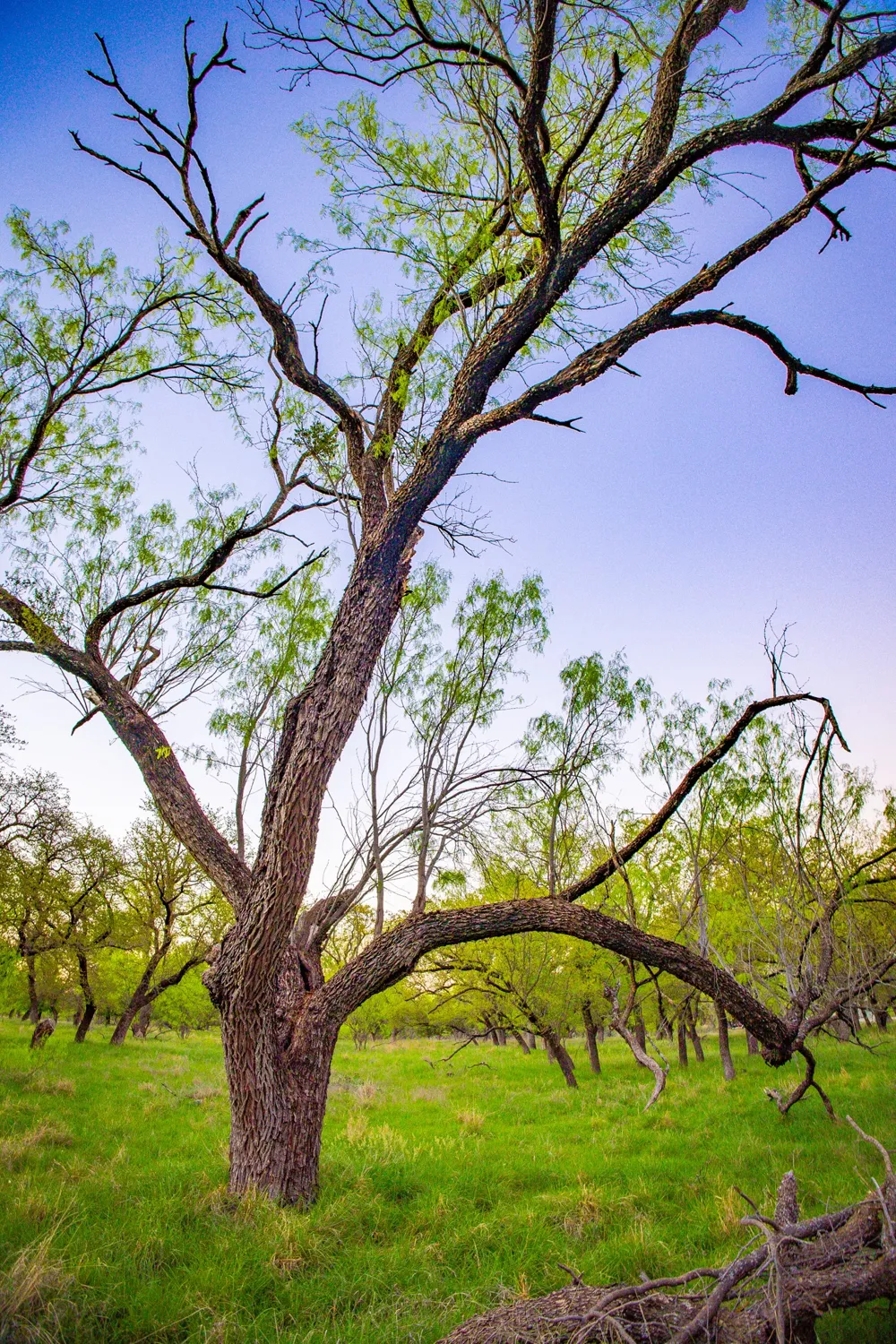 Firewheel Graford, TX 76449
