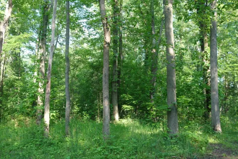 Willis Road