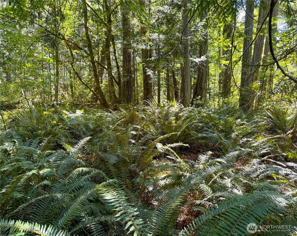 10 th Ave to Forest Rock Lane NE Poulsbo, WA 98370