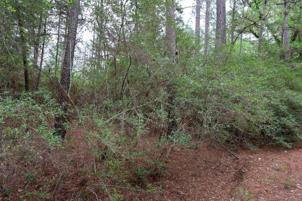Red Fox Road La Grange, TX 78945