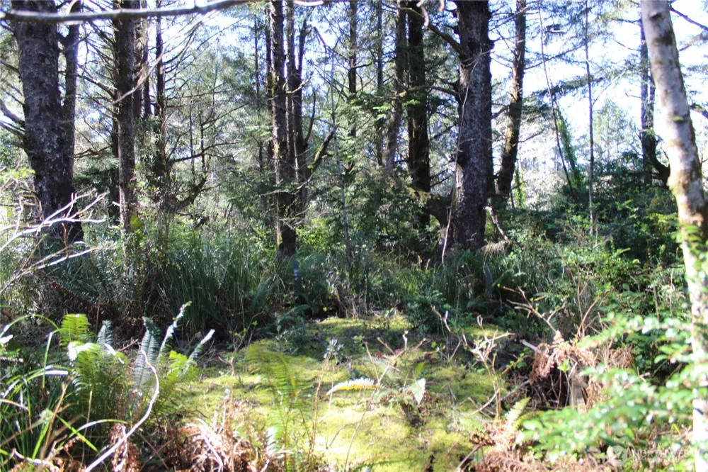 39 Dolphin Ln. Copalis Beach, WA 98535